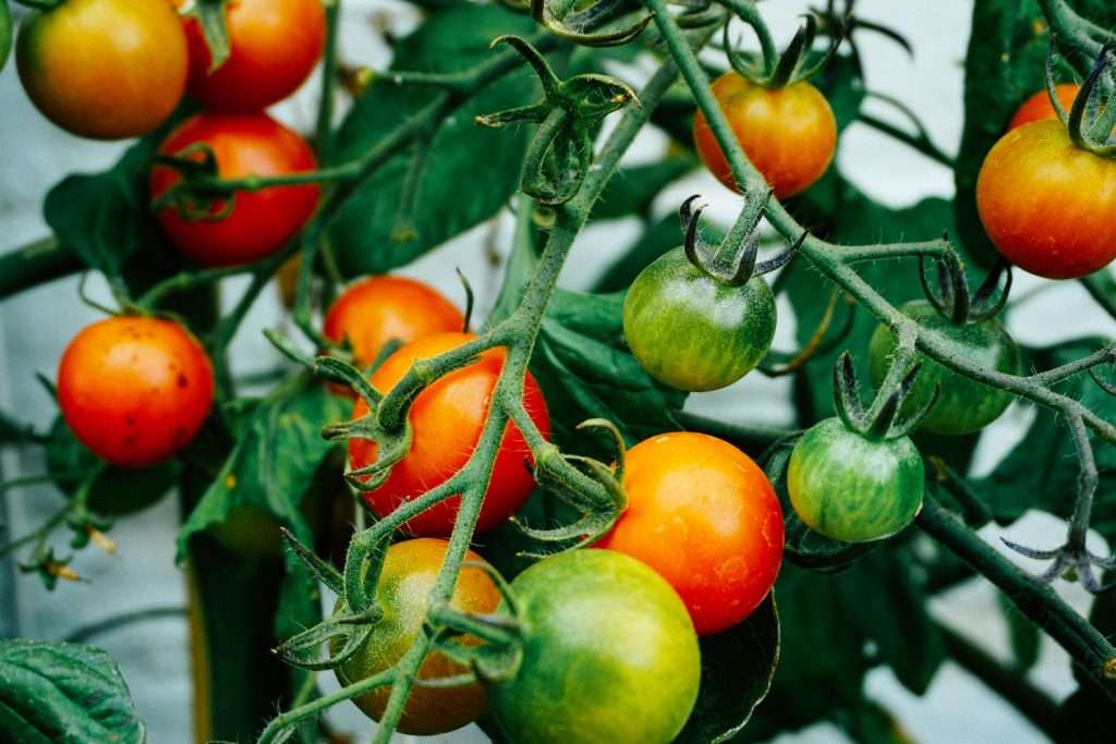 Gazpacho – svalkande tomatdrömmar