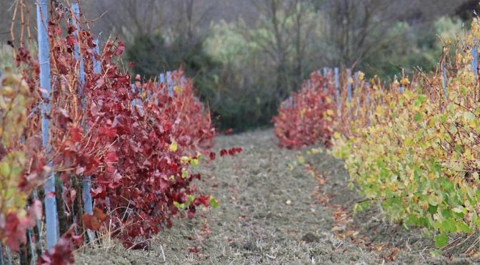 2009 Le Fraine Sul Lago, Le Fraine Rosso di Toscana IGT, Toscana, Italien