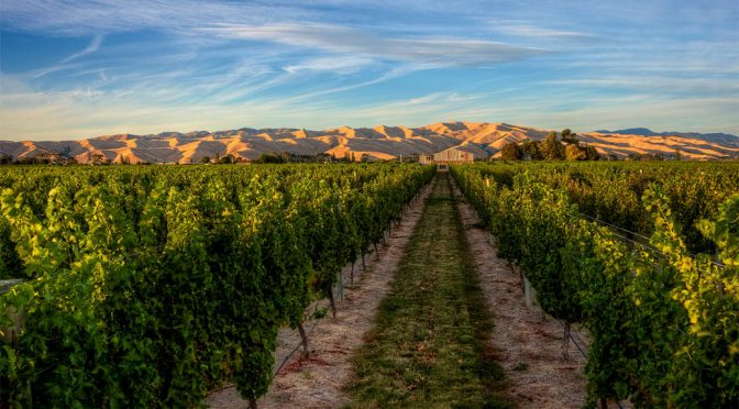 2008 Winegrowers of Ara, Pinot Noir Composite, Marlborough, New Zealand