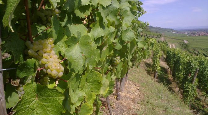 N.V. Cave de Beblenheim, Crémant d’Alsace Brut Heimberger Blanc de Noirs, Alsace, Frankrig