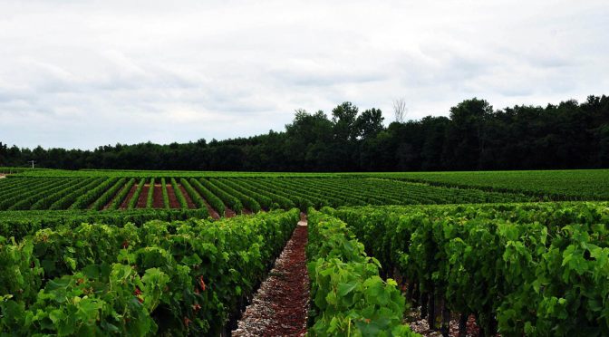 2008 Château Haut-Tayac, Margaux, Bordeaux, Frankrig