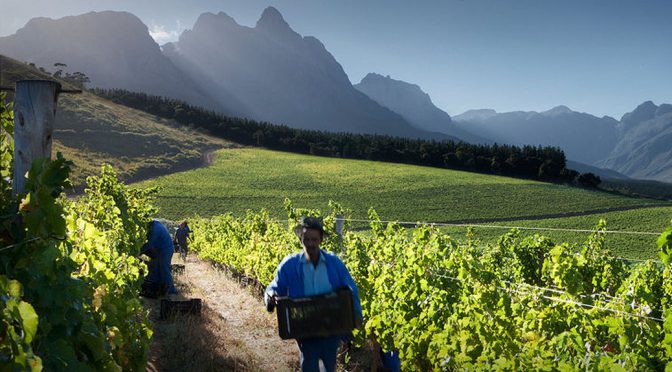 2011 Stark-Condé Wines, Pangolin Chardonnay, Stellenbosch, Sydafrika