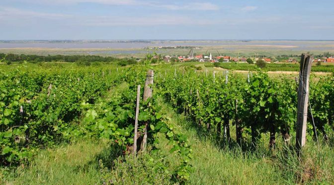 2011 Weingut und Obstbau Gottfried Tschida, Zweigelt Edition Alnatura, Burgenland, Østrig