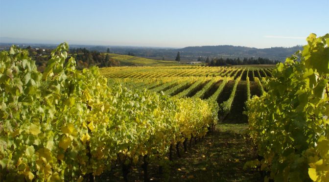 2009 Longplay Wine, Pinot Noir Jory Bench Reserve Lia’s Vineyard, Oregon, USA