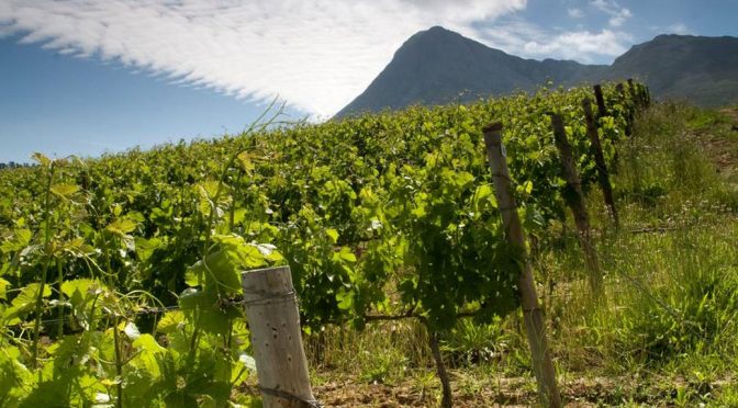 2012 The Grape Grinder, The Grinder Pinotage, Western Cape, Sydafrika