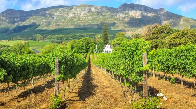 2011 Graceland Vineyards, Strawberry Fields, Stellenbosch, Sydafrika