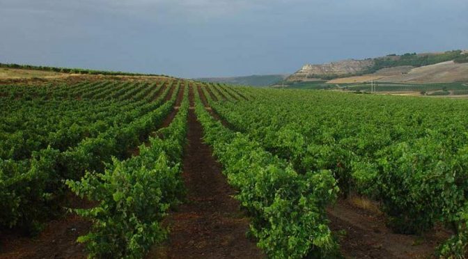 2011 Bodega Cooperativa San Pedro Regalado, Embocadero, Ribero del Duero, Spanien