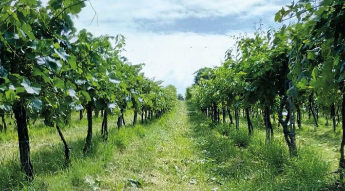 2008 I Luoghi, Campo Al Fico, Toscana, Italien