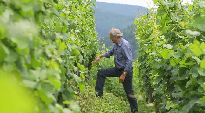 2009 Weingut Martin Waßmer, Schlatter Maltesergarten Spätburgunder, Baden, Tyskland