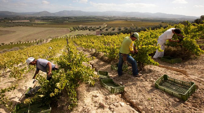 2011 Argiolas, Ungrera Cannonau di Sardegna, Sardinien, Italien