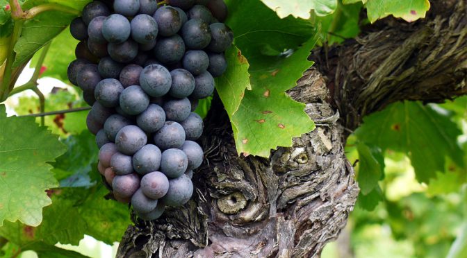 2011 Weingut Josef J. Simon, Spätburgunder, Baden, Tyskland