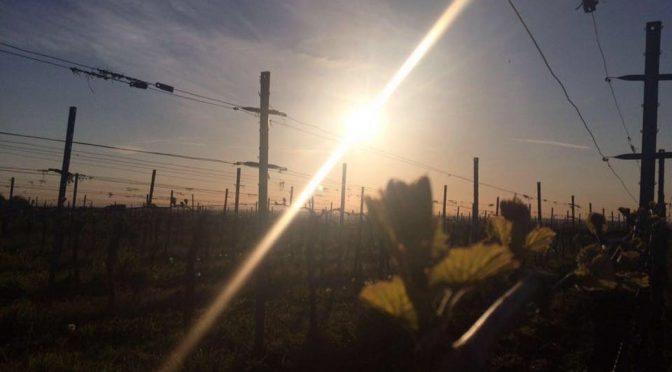 2012 Weingut Stefan Meyer, Frühburgunder, Pfalz, Tyskland