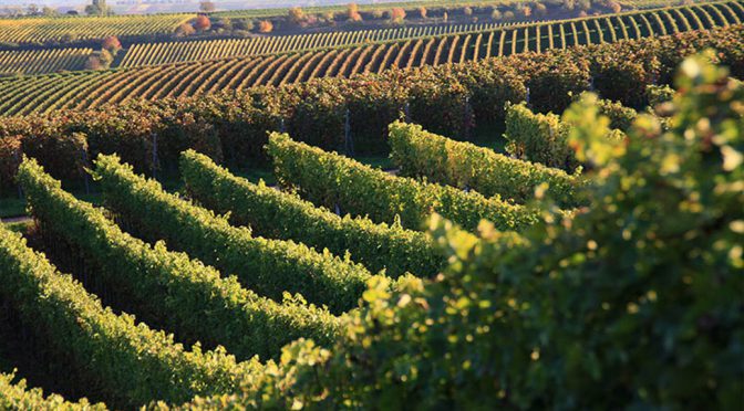 2012 Weingut Gerhard Mäurer, Dackenheimer Mandelröth Spätburgunder Spätlese Trocken, Pfalz, Tyskland