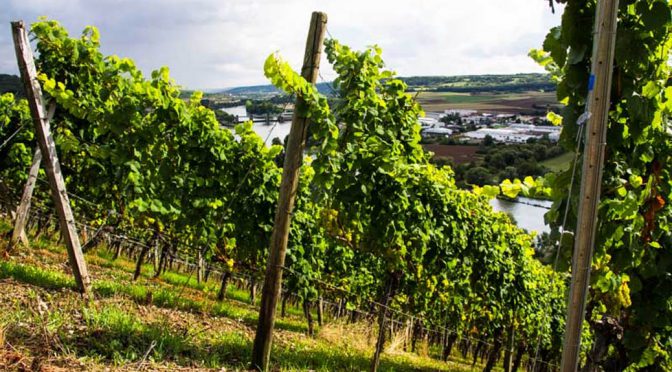 2012 Weingut Schmitt’s Kinder, Randersacker Sonnenstuhl Spätburgunder Tradition, Franken, Tyskland