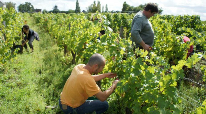 2011 Patrick Corbineau, Touraine Milles Feuilles, Loire, Frankrig