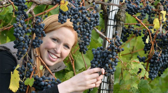 2014 Weingut Julia Bertram, Ahrweiler Spätburgunder, Ahr, Tyskland