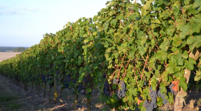 2005 Vignerons Gourdon, L’affranchi Zéro Pointé, Loire, Frankrig