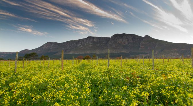 2014 Klein Constantia, Sauvignon Blanc, Western Cape, Sydafrika
