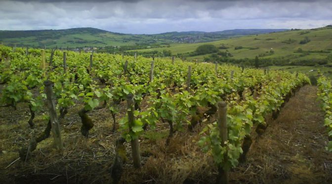 2013 Maurice Gentilhomme, Bourgogne, Bourgogne, Frankrig