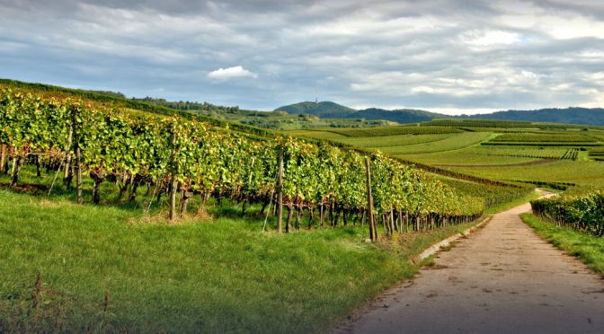 2015 Weingut Karl H. Johner, Weißer Burgunder & Chardonnay, Baden, Tyskland