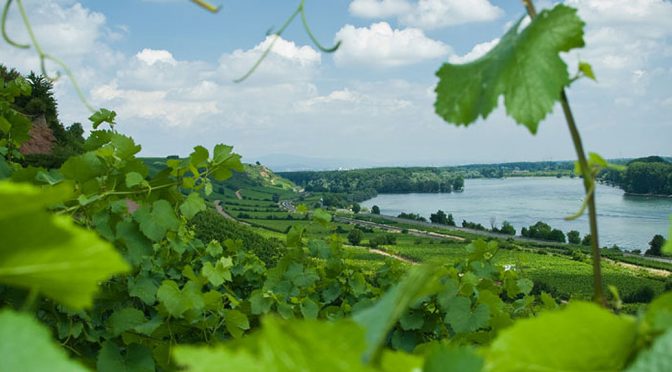 2013 Weingut Raddeck, Spätburgunder Edition 2Hügel im Barrique gereift, Rheinhessen, Tyskland