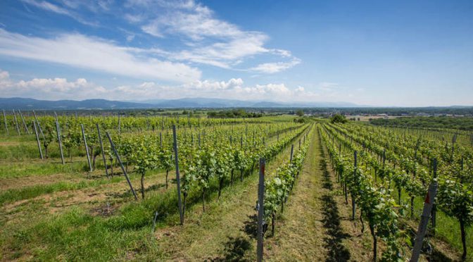 2013 Weingut Fischer, Nimburg-Bottinger Steingrube Spätburgunder Holzfass, Baden, Tyskland