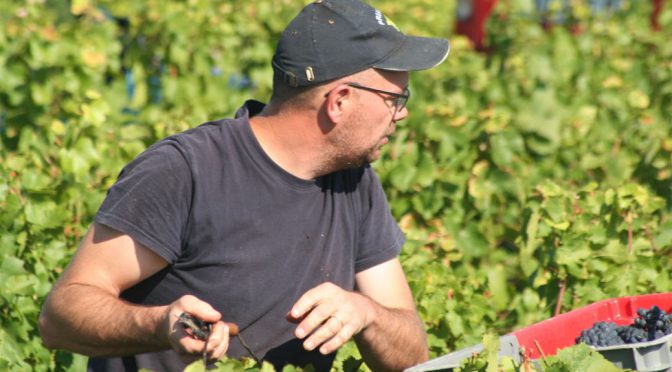 2014 Gérard Mugneret, Bourgogne Passetoutgrain, Bourgogne, Frankrig