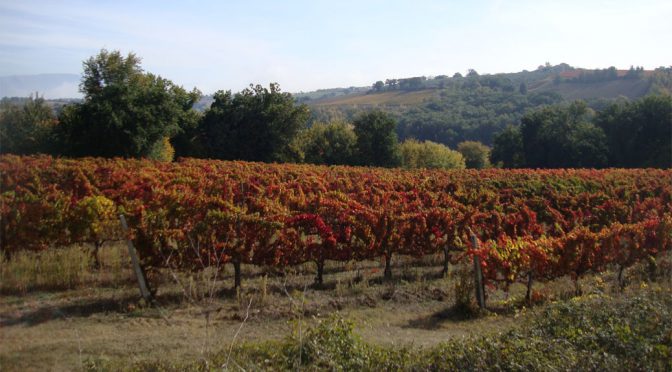 2015 Fongoli, Laetitia Trebbiano Spoletino, Umbrien, Italien