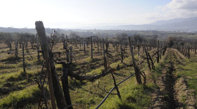 2016 Colle del Saraceno, Grechetto Umbria IGT, Umbrien, Italien