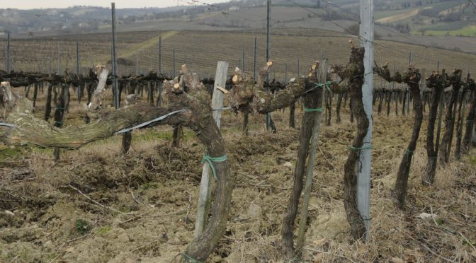 2015 Rocca di Fabbri, Grechetto Colli Martani, Umbrien, Italien