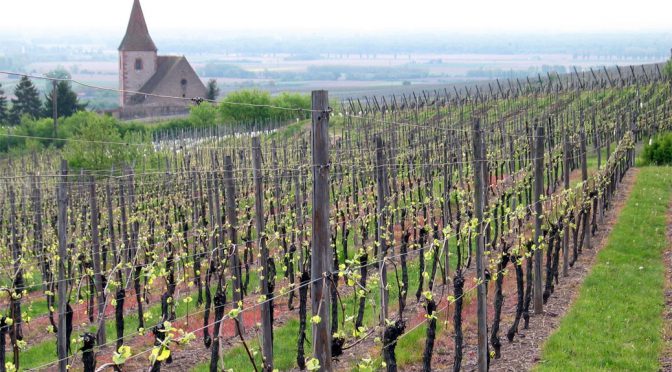 2013 Domaine Sipp Mack, Riesling Vieilles Vignes, Alsace, Frankrig