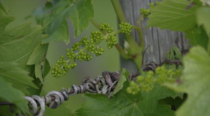 2015 Weingut H.T. Eser, Riesling Mineralist Trocken, Rheingau, Tyskland