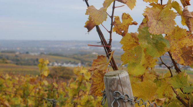 2016 Weinbau Markus Störzel, Rüdesheimer Drachenstein Riesling Kabinett, Rheingau, Tyskland