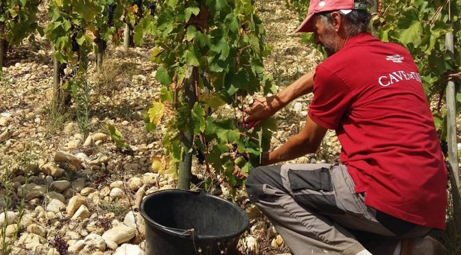 2015 Cave de Tain, Crozes-Hermitage, Rhône, Frankrig