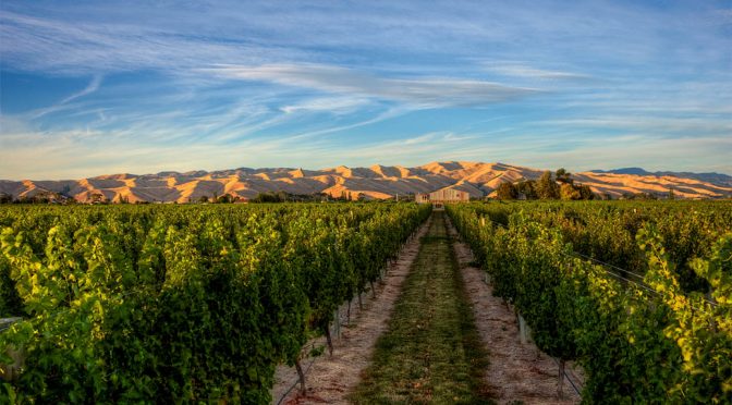 2016 Winegrowers of ARA, Herringbone Hills Sauvignon Blanc, Marlborough, New Zealand