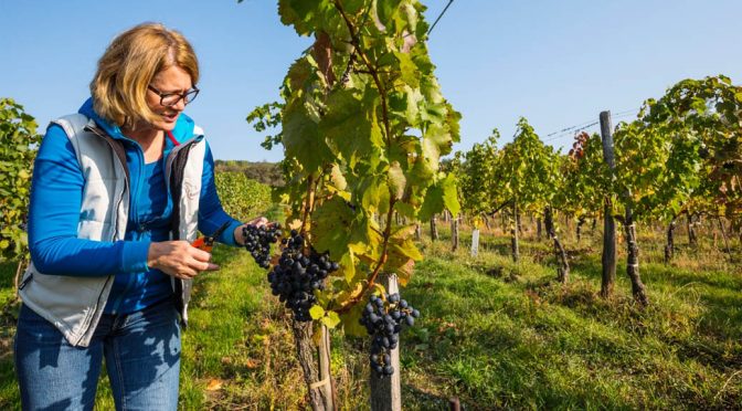 2010 Muhr-Niepoort, Prellenkirchen, Carnuntum, Østrig