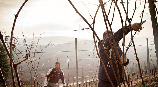 2015 Albino Rocca, Barbaresco, Piemonte, Italien