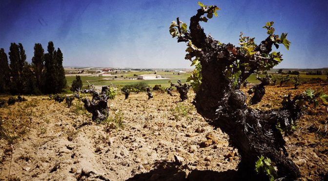 2014 Bodegas Tridente, Rejón, Castilla y León, Spanien