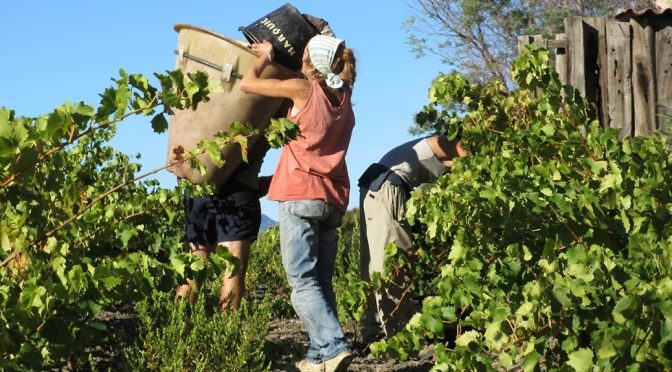 2017 Vignoble Vellas, La Force de l’Age, Roussillon, Frankrig