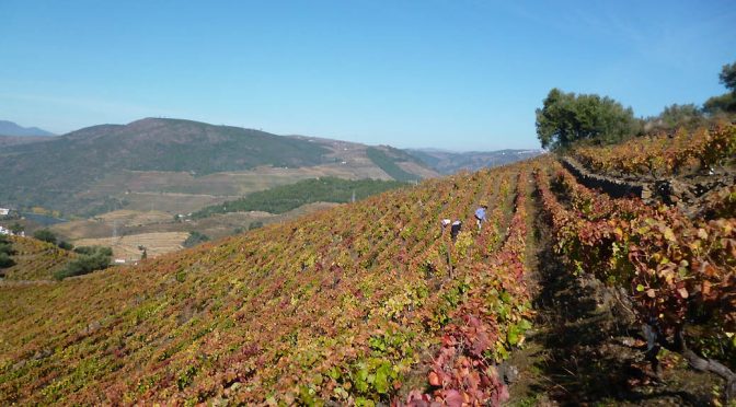 2015 Quinta de Ramozeiros, RZ Grande Reserva Tinto, Douro, Portugal