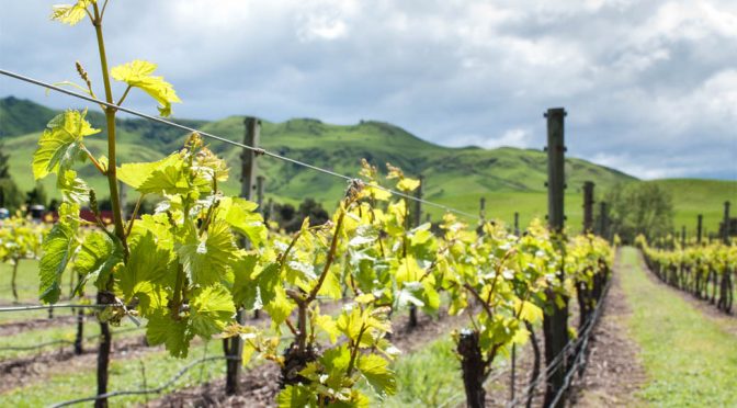 2016 Sacred Hill Vineyards, Pinot Noir, Marlborough, New Zealand