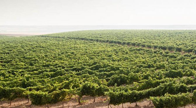 2014 Bodegas Veracruz, Ermita Veracruz Fermentado en Barrica, Rueda, Spanien