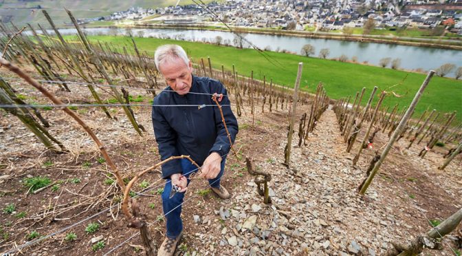 2017 Weingut Josef Rosch, Dhroner Hofberg Riesling Trocken, Mosel, Tyskland