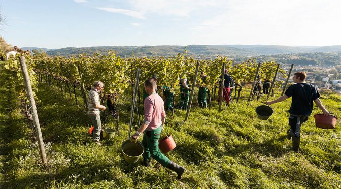 2016 Weingut Wöhrle, Lahrer Spätburgunder Bestes Fass, Baden, Tyskland