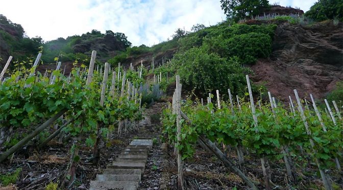 2018 Weingut Schmitges, Spätburgunder Blanc de Noir Feinherb, Mosel, Tyskland