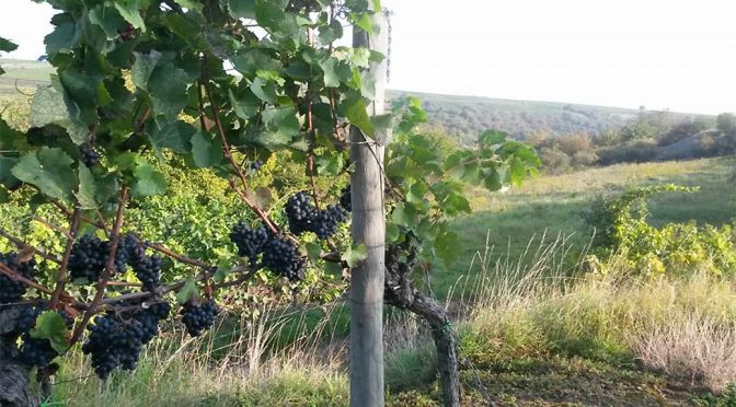 2016 Weingut Hanewald-Schwerdt, Spätburgunder, Pfalz, Tyskland