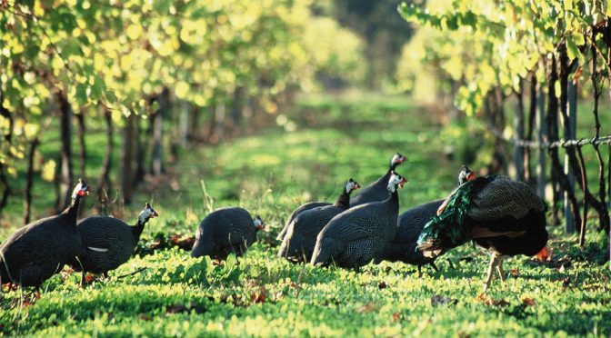 2018 Frankland Estate, Chicken Shit Chardonnay, Western Australia, Australien