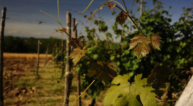 2013 La Biòca, Barolo Bussia, Piemonte, Italien