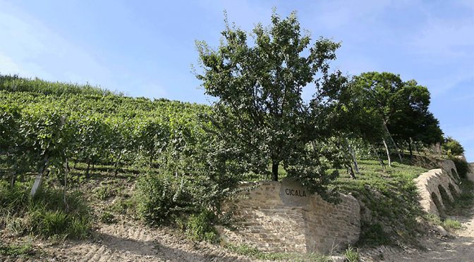 2014 Poderi Aldo Conterno, Cicala Barolo Bussia, Piemonte, Italien