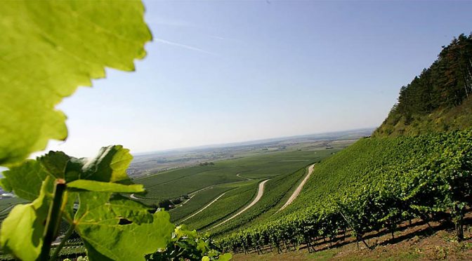 2014 Weingut Hans Wirsching, Iphöfer Julius-Echter-Berg Silvaner Erste Lage, Franken, Tyskland